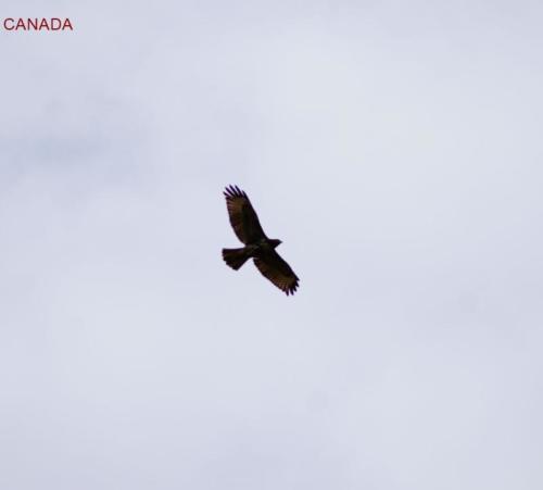 bi- Falco- Myra Canyon- Kelowna (British Columbia) 
