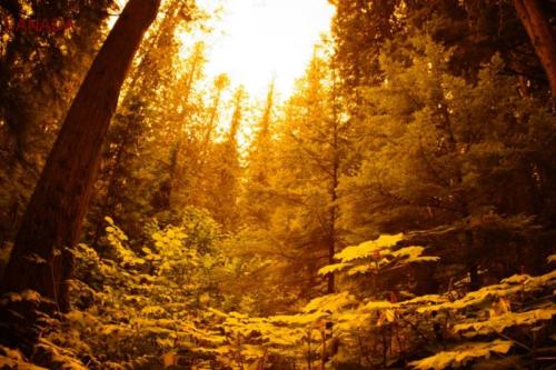 cb- Parco Nazionale di Mount Revelstoke (British Columbia) 