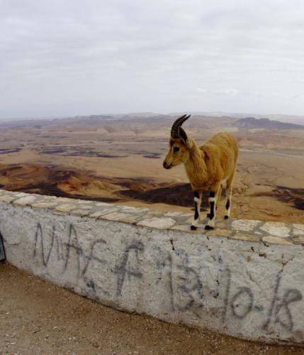 cg- Stambecco della Nubia, deserto del Negev 