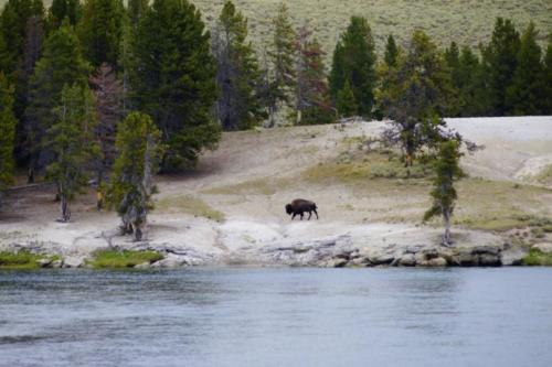 eq- Buffalo, Yellowstone National Park (Wyoming) 